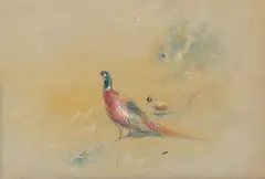 James Stinton, Pheasant and grouse, watercolour over traces of pencil