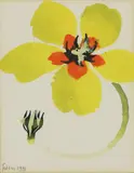 Mary Fedden, Untitled