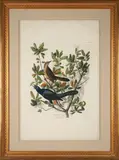 John James Audubon, A Boat-Tailed Grackle (Quiscalus Major) on a Live Oak (Quercus Virens) plate CLXXXVII from Birds of America, hand-covered engraving
