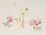 Ota Janeček, Lillies, 1980, drypoint, paper