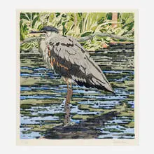 Neil Welliver, Immature Great Blue Heron, 1978, hand-colored etching on Arches Cover