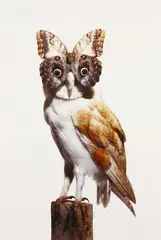 Nancy Fouts, Untitled, 1945-2019) OWL WITH BUTTERFLY C-type print in colours