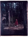 William Wegman, Little Red Riding Hood