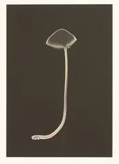 Susan Derges, Untitled, Susan Derges (b.1955) 'FRUITBODY NO.28' Iris print in colours