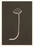 Susan Derges, Untitled