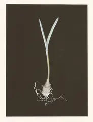 Untitled by Susan Derges, Susan Derges (b.1955) 'BLUE BELL (BULB) NO.1' Iris print in colours, sold Oct 2019