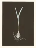 Susan Derges, Untitled