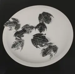 Untitled by Robert Mapplethorpe, Robert Mapplethorpe (American 1946-1989) FROGS Silver gelatin print, sold Oct 2019