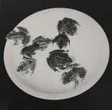 Robert Mapplethorpe, Untitled