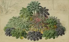 E. Godard, Cabbages, watercolour over traces of pencil