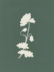 Philipp Otto Runge, Mohnblume, Scherenschnitt. Weißes Bütten