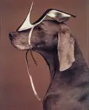 Shoe Head by William Wegman, 1994, Large-scale Polaroid, sold May 2013