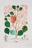 Begonia (from Flordali series) by Salvador Dalí, 1968, Color etching and pochoir on BFK Rives, sold May 2013