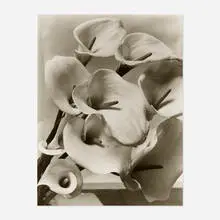 Callas by Imogen Cunningham, gelatin silver print, sold Oct 2021