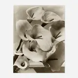 Imogen Cunningham, Callas, gelatin silver print