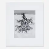 Rodney Graham, Oxfordshire Oak, Banford Fall 1990