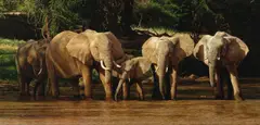 'Relaxed drink', Kenya by Tony Karpinski, oil on board, sold Feb 2024
