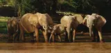 Tony Karpinski, 'Relaxed drink', Kenya, oil on board