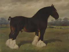 Frank Babbage, The prize shire horse, Knottingley Regent, oil on canvas
