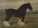 Frank Babbage, The prize shire horse, Knottingley Regent, oil on canvas