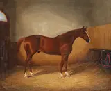 James Clark, Chestnut horse in a stable, oil on canvas
