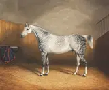 James Clark, Dapple grey horse in a stable, oil on canvas