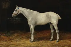 Stanley Berkeley, Grey horse in a stable, oil on canvas