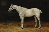 Stanley Berkeley, Grey horse in a stable, oil on canvas