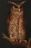 Eagle owl perching on a branch by English School, oil on canvas, sold Feb 2024
