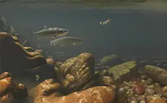 Salmon by Rodger McPhail, oil on canvas, sold Feb 2024