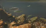Rodger McPhail, Salmon