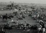 Marc Riboud, Camel market, Nagaur, Rajasthan, India