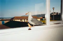 Mona Hatoum, Birds of a Feather, 1997, 1997, Chromogenic print