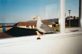 Mona Hatoum, Birds of a Feather, 1997