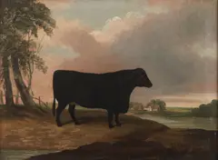 Edwin Cooper, A black bull, oil on canvas