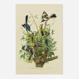 John James Audubon, Mockingbird (from Birds of America), offset lithograph in colors