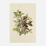John James Audubon, Grove Dove (from Birds of America), offset lithograph in colors