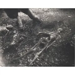 Untitled (Two Skeletons) (from 'Body Farm') by Sally Mann, 2001, Gelatin silver print; mounted, sold Nov 2023