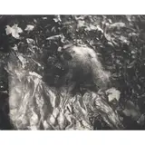 Sally Mann, Untitled (Skull) (from 'Body Farm'), 2000, Gelatin silver print