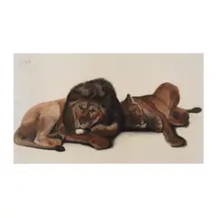 Georges Lucien Guyot, Lion et lionne, pastel et crayon sur papier