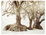 Tacita Dean, Gibraltar Old Trees, 2012, Gouache on albumen print