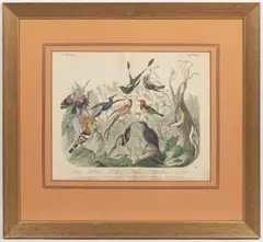 Emil Hanselmann, Two Lithographies - Birds, Around 1860, couloured lithography, paper