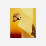 William Wegman, The Wave
