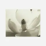 Imogen Cunningham, Magnolia Blossom, platinum palladium print