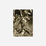 Albert Renger-Patzsch, Plant Study