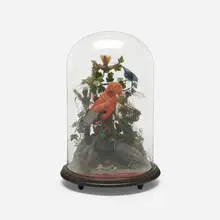Victorian, Taxidermy bird display and dome, c. 1900, taxidermy, glass, lacquered wood, fabric over wire