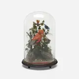 Victorian, Taxidermy bird display and dome
