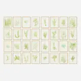 Giuseppe Penone, '33 Erbe (portfolio of thirty-three works), 1989, lithograph on paper