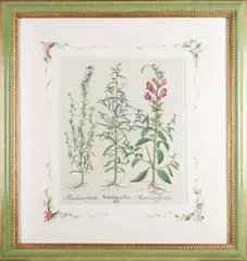 Basil Bressler, Pair of botanical prints, hand-colored engraving