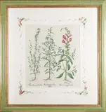 Basil Bressler, Pair of botanical prints, hand-colored engraving